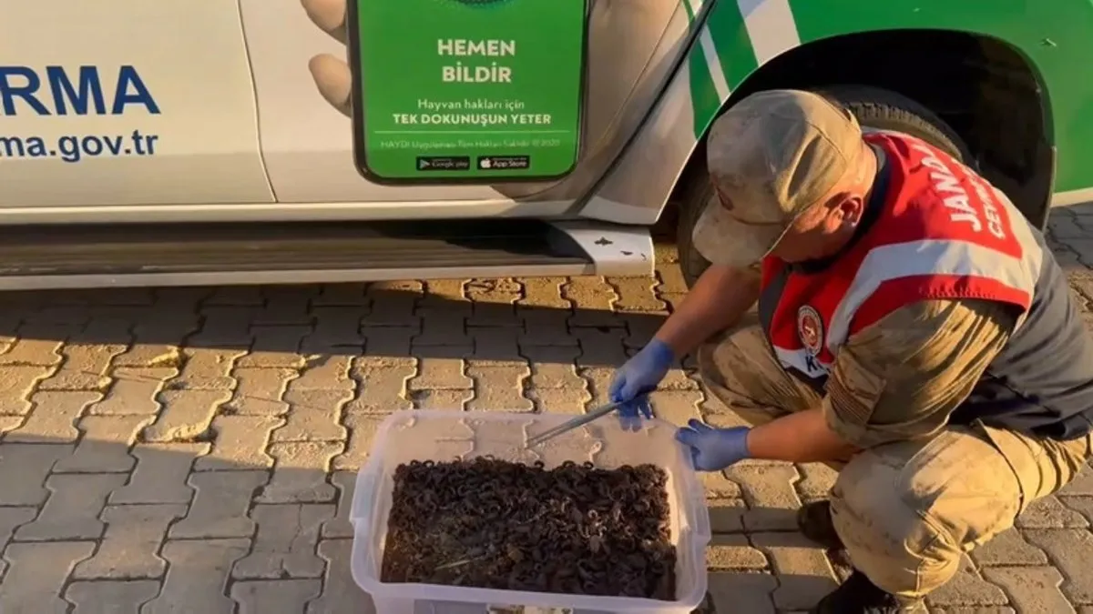 Yer Şanlıurfa! Hepsi otomobilden çıktı: Tam 270 canlı akrep!