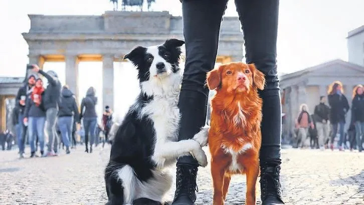 Köpek sahiplerine vergi!
