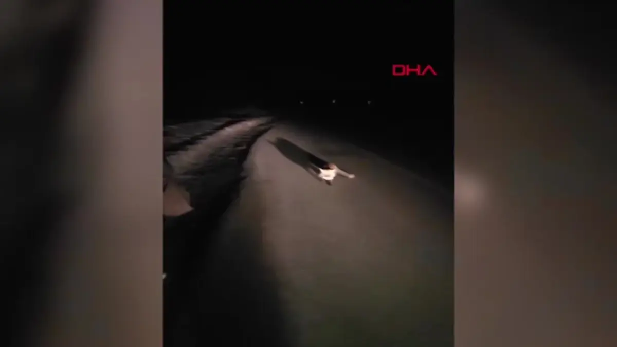 Bursa’da Sürücü Yolda Gördüğü Tilkiyi Salamla Besledi