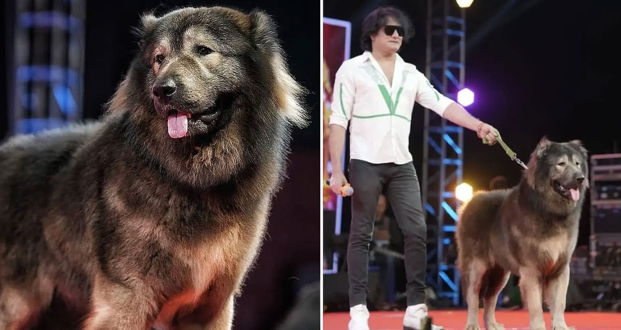 Dünyanın en pahalı köpeği 208 milyon TL’ye satıldı: Sebebini duyan şaşırıyor
